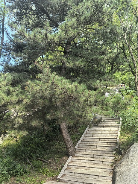 踏山砺志，溯溪同行——记沂山山野团建活动(图1)